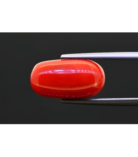 8.67 cts Natural Coral (Moonga)