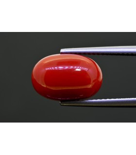 7.28 cts Natural Coral (Moonga)