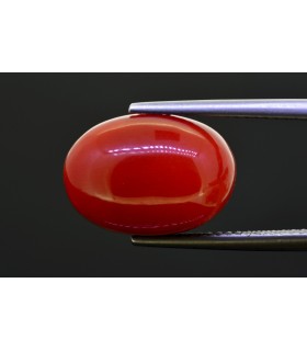 10.97 cts Natural Coral (Moonga)
