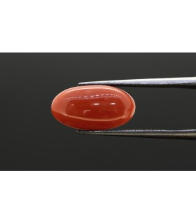 4.67 cts Natural Coral (Moonga)